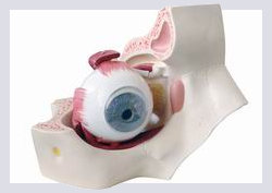 Подготовка к операции по удалению глаза Подготовка к операции по удалению глаза